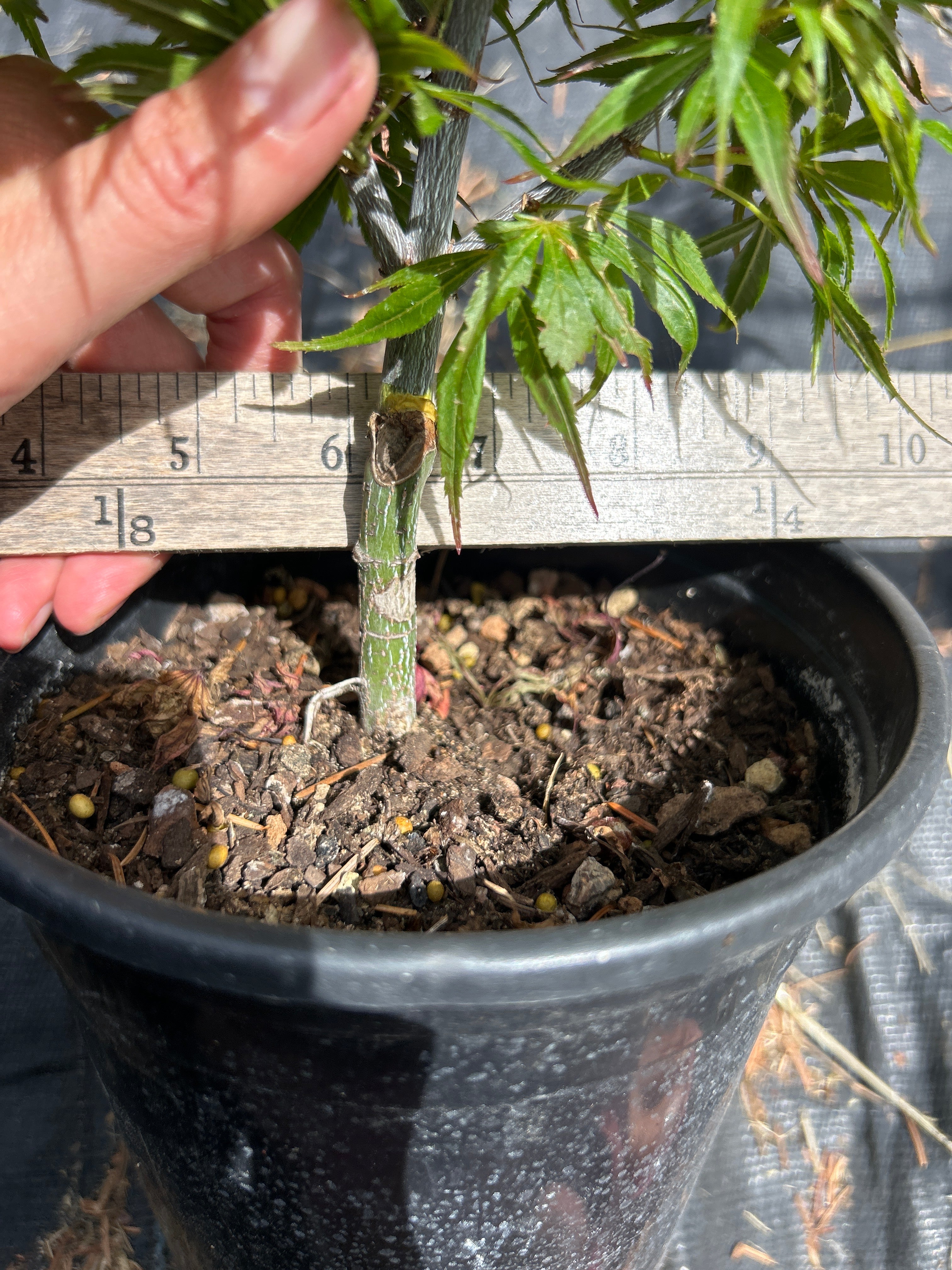 Fireball Pre Bonsai 2 Yr (#91) – Mendocino Maples Nursery