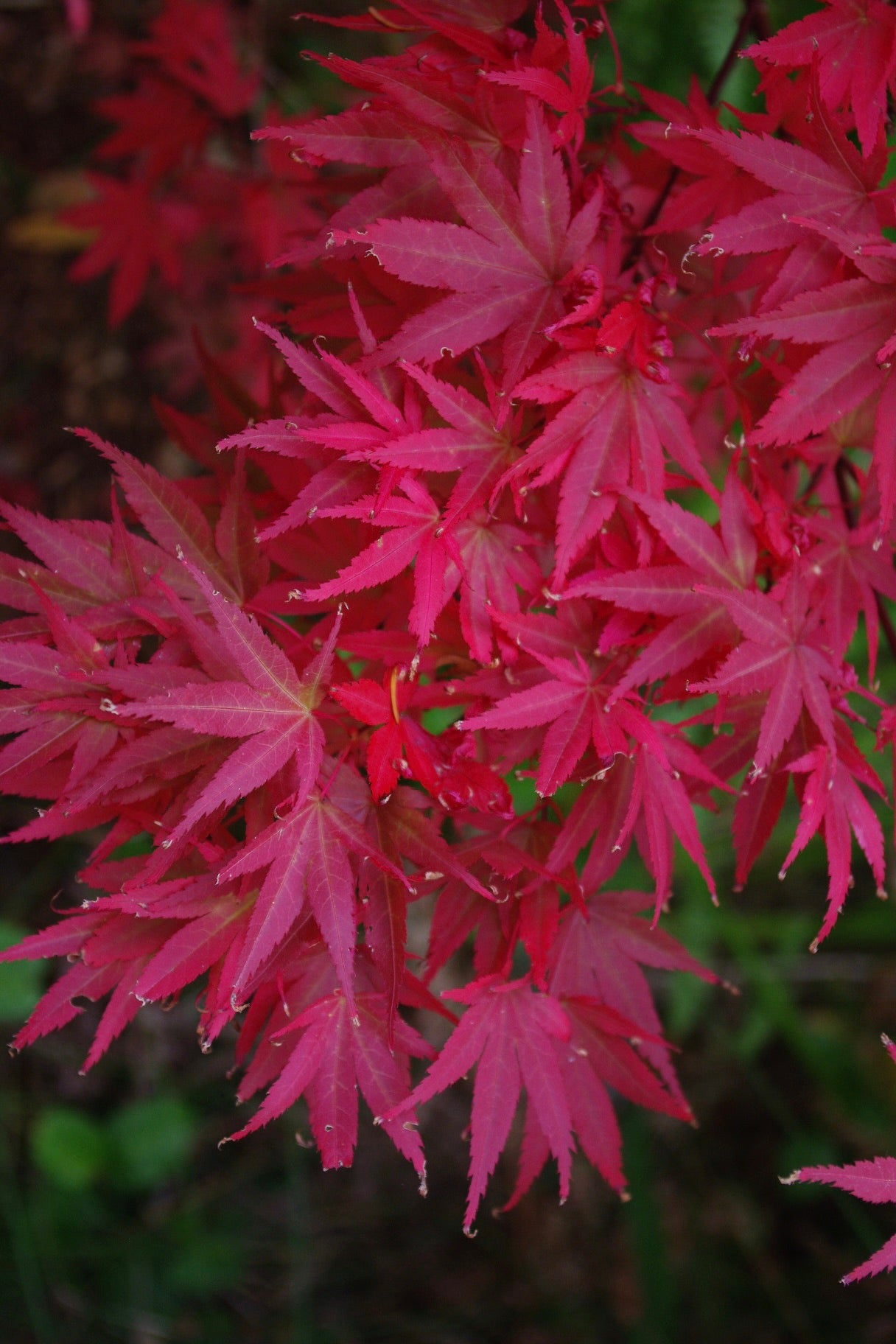 Pixie – Mendocino Maples Nursery