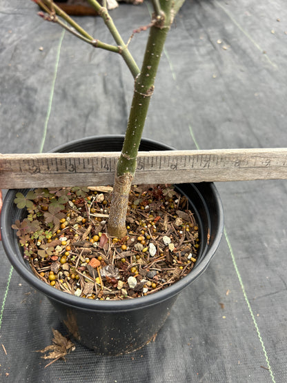 Murasaki Kiyhome Pre Bonsai 3 Year (#776)