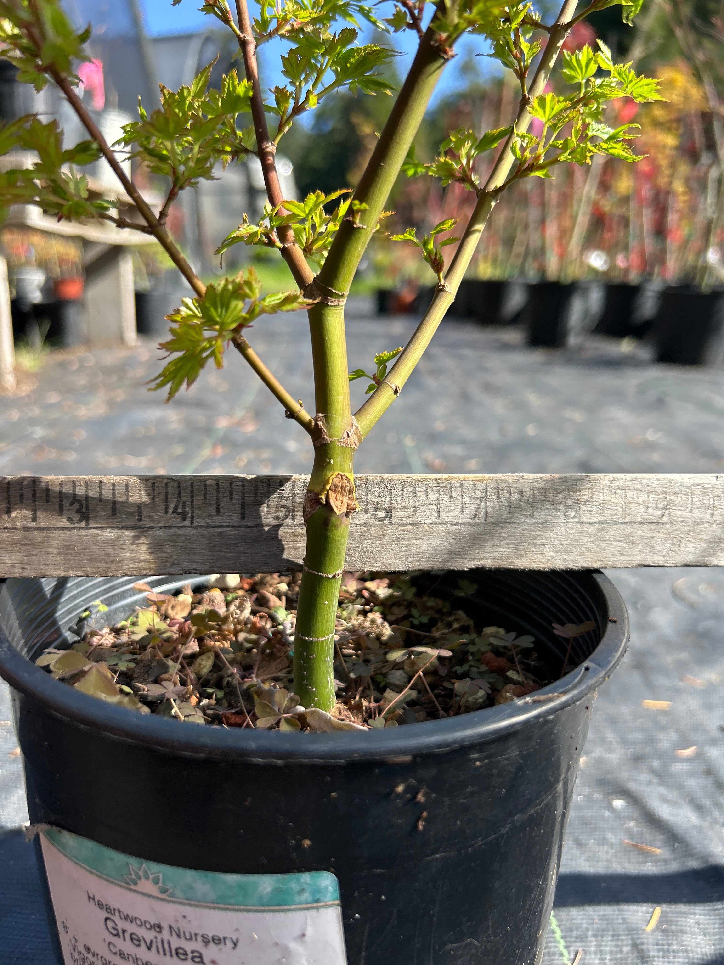 Coonara Pygmy Pre-bonsai #921