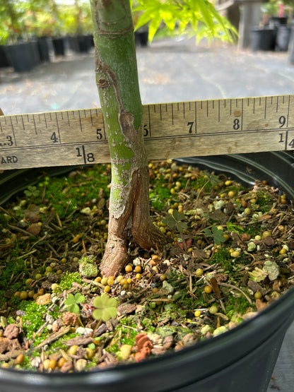 Shidava Gold 4-5 Year 2 gallon Pre Bonsai (#967)