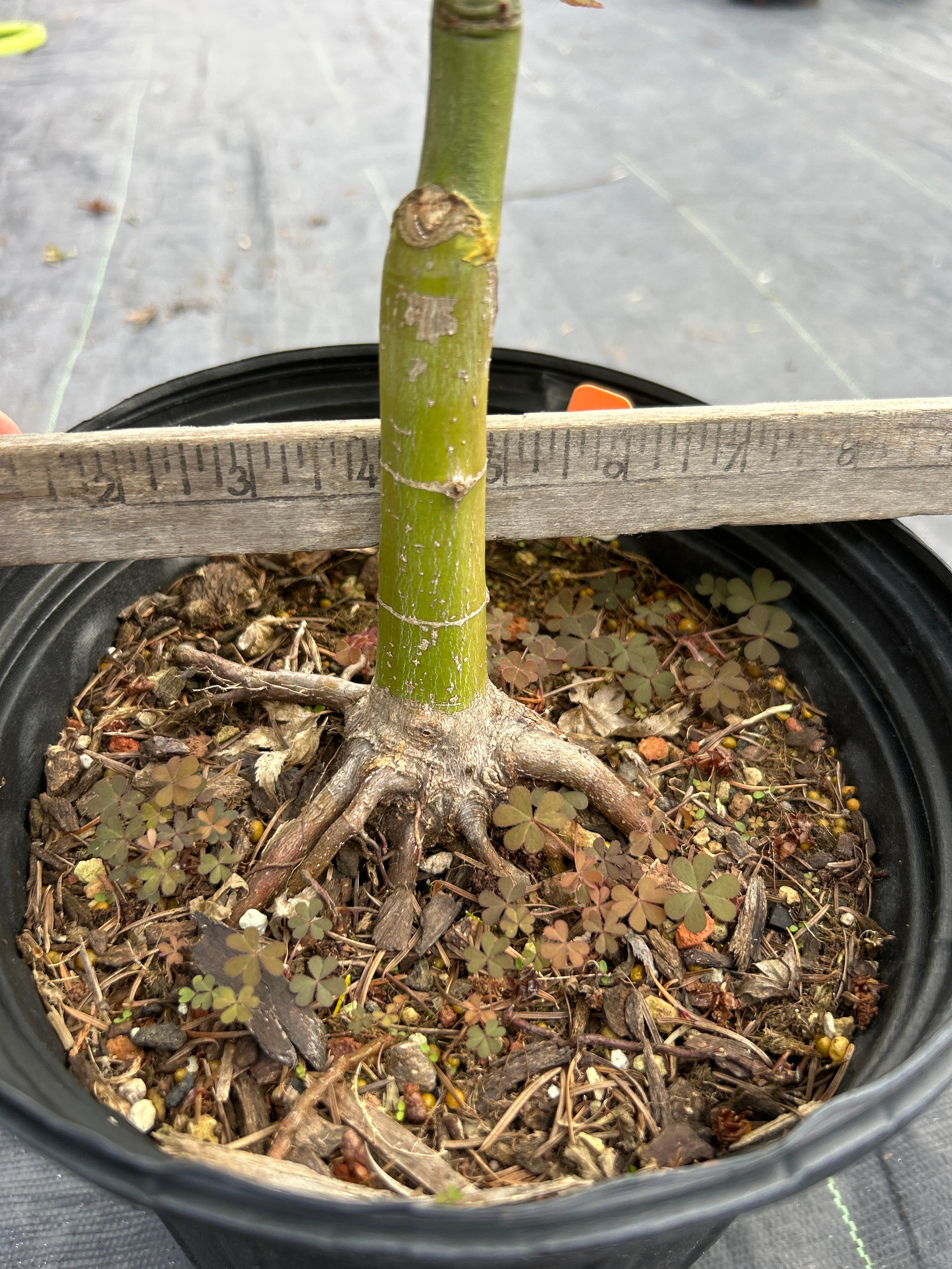 ✩あおば✩ Aoba jo 5-6 Year Pre Bonsai (#315) – Mendocino Maples Nursery