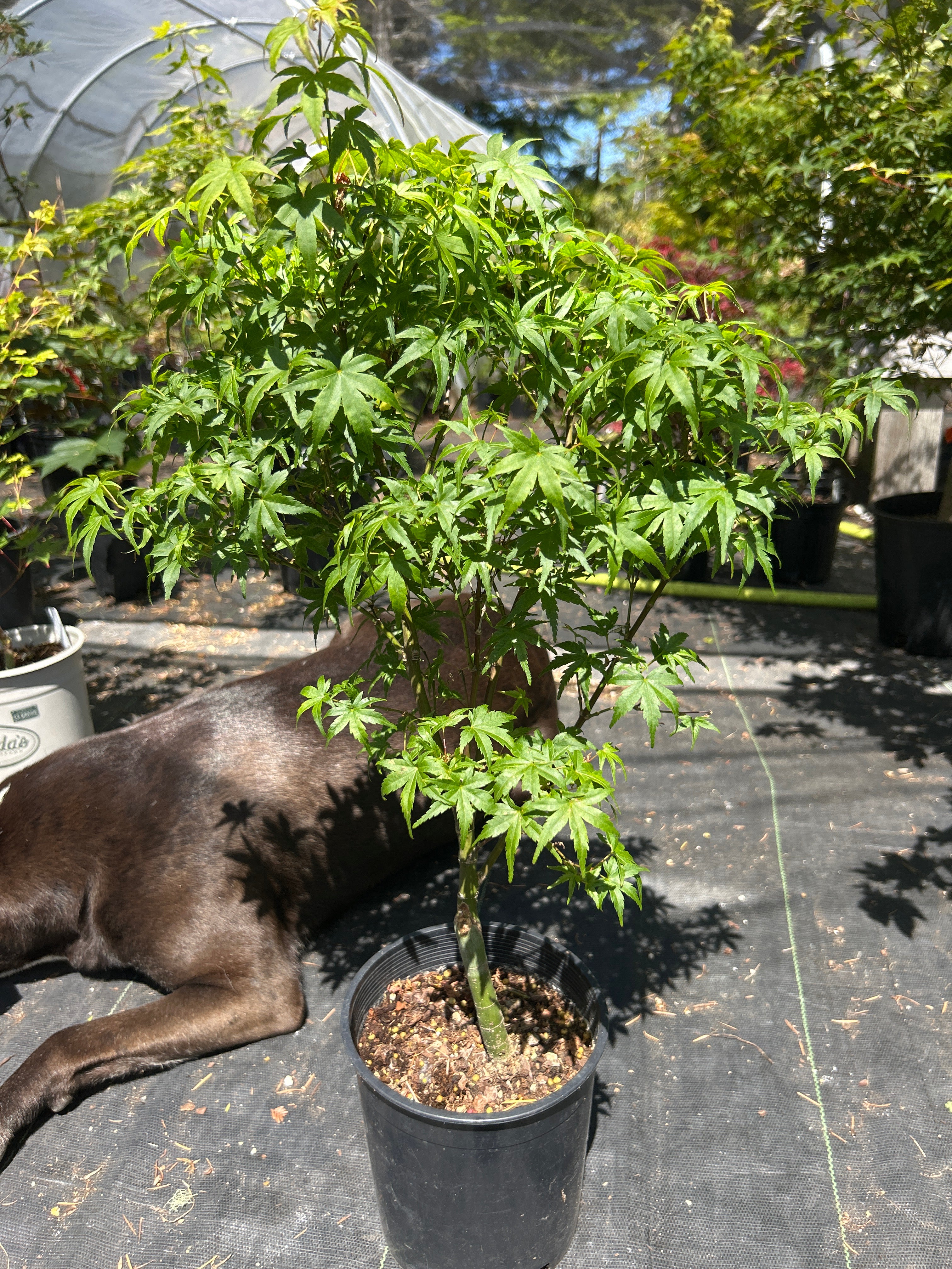 Lima Gold 3 yr Pre Bonsai (#56)