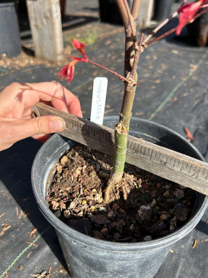 Seigen Pre-Bonsai 1-2 Year (#927)