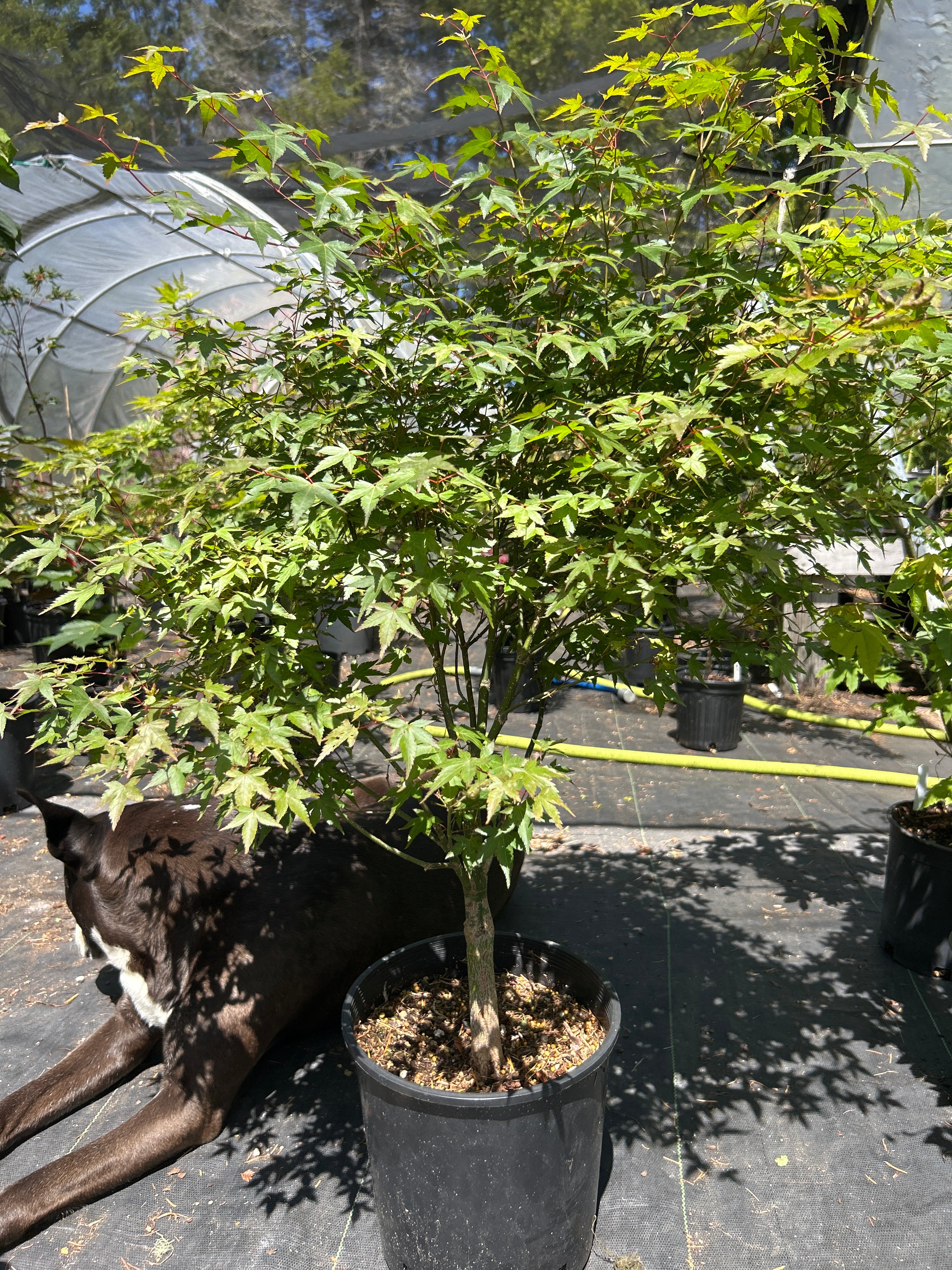 Murasaki Kiyhome Pre Bonsai 5-6 yr (#59)