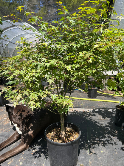 Murasaki Kiyhome Pre Bonsai 5-6 yr (#59)