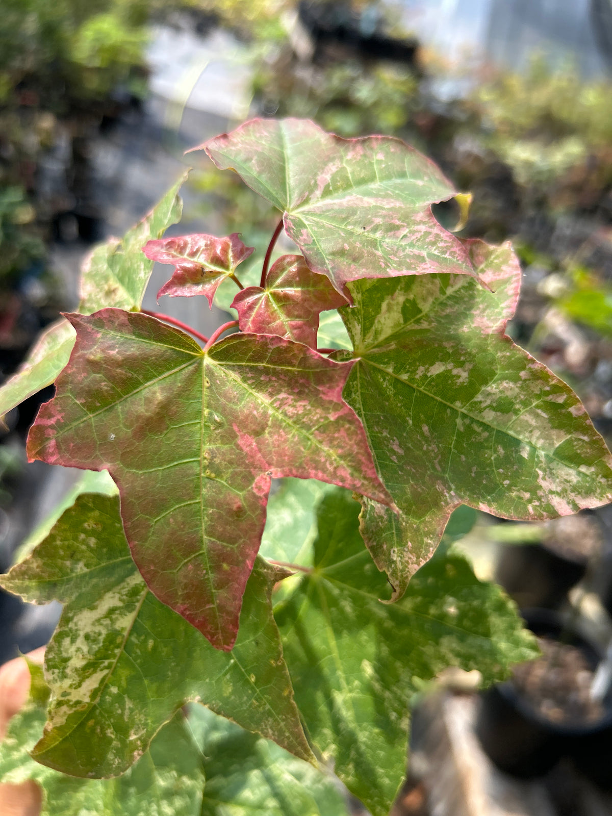 A close-up of several Acer pictum Kamisaka nishiki maple leaves with variegated white patches on the main leaf and some new fall color showing 
