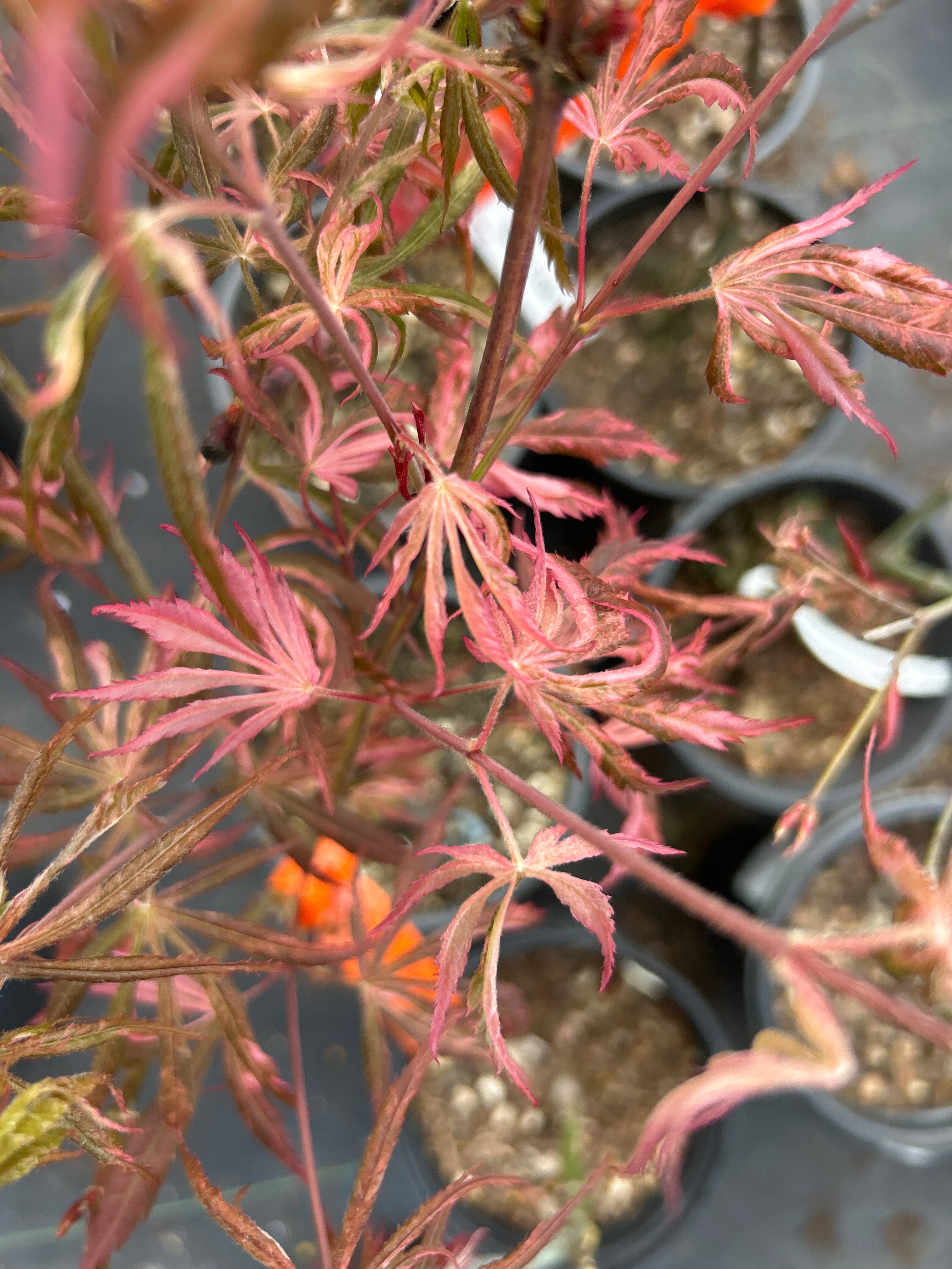 Lilee Anne's Jewel – Mendocino Maples Nursery