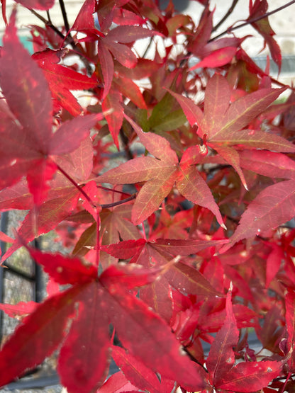 Twombley's Red Sentinel