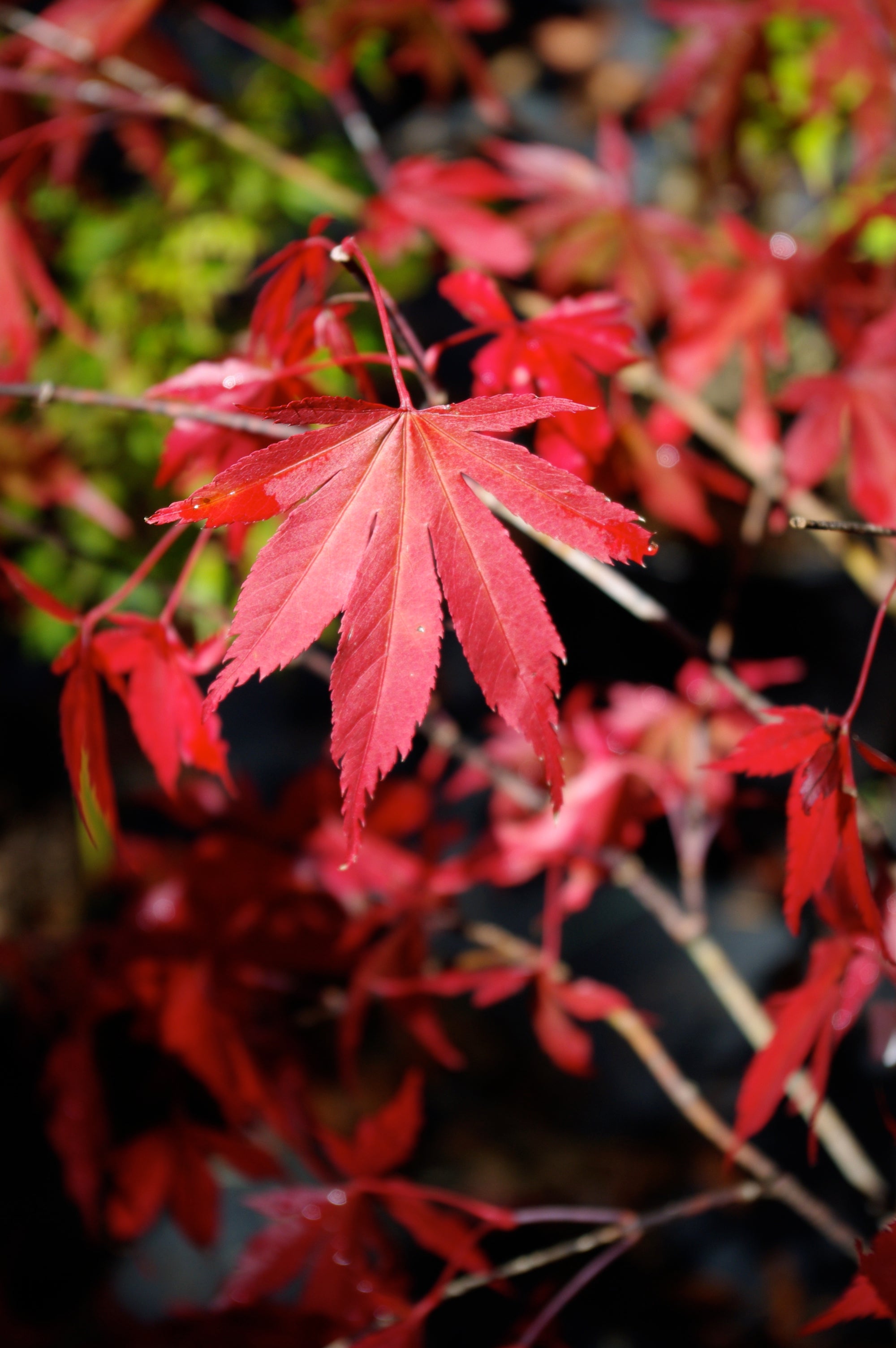 Edna Bergman – Mendocino Maples Nursery