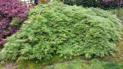 Emerald Lace Green Dissectum Japanese Maple cascading mature plant  - Mendocino Maples Nursery