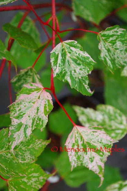 Acer conspicuum Esk Flamingo