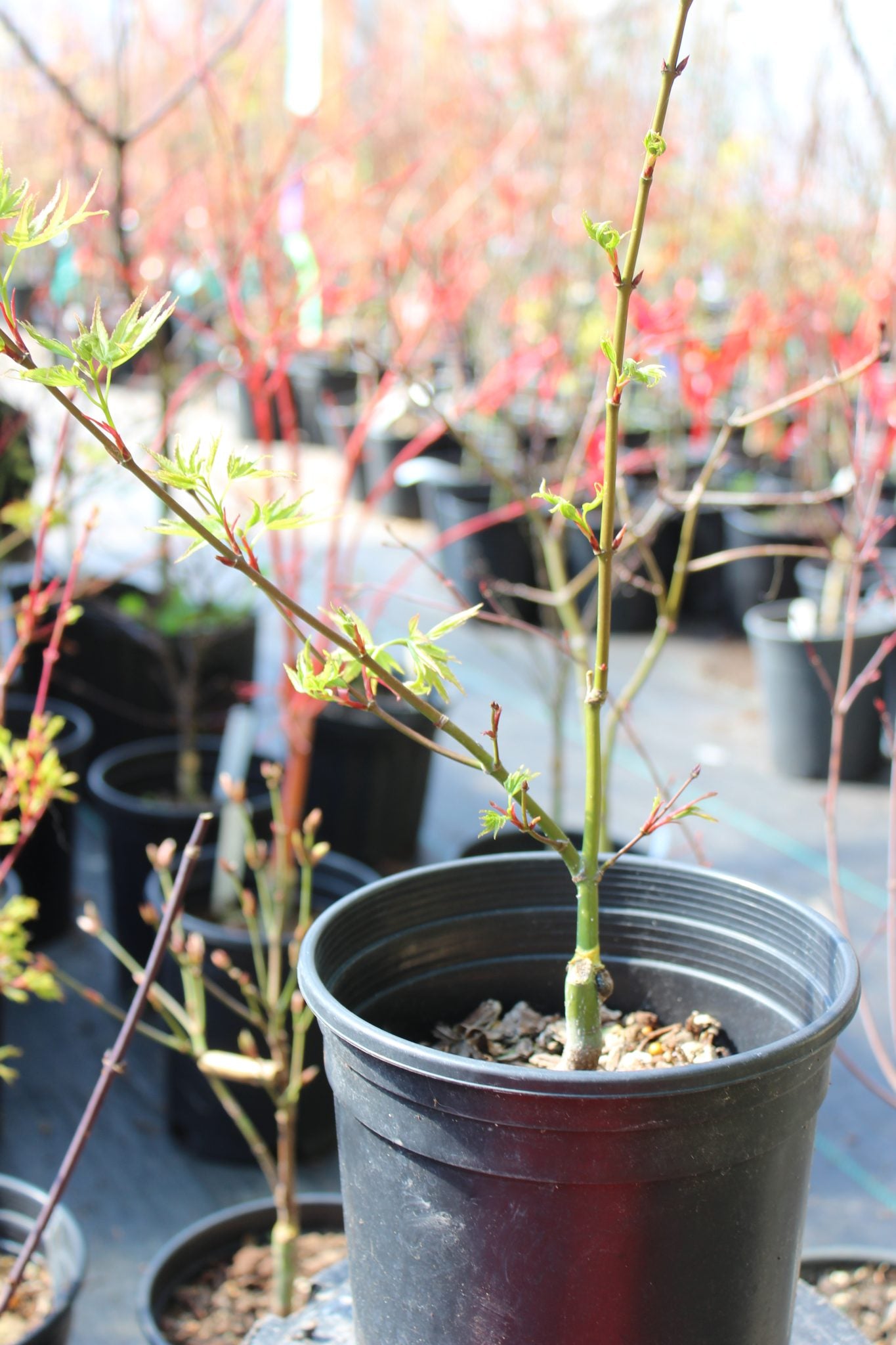 Pine Bark Nishiki Gawa (1-2 Yr) Pre Bonsai  (#817)