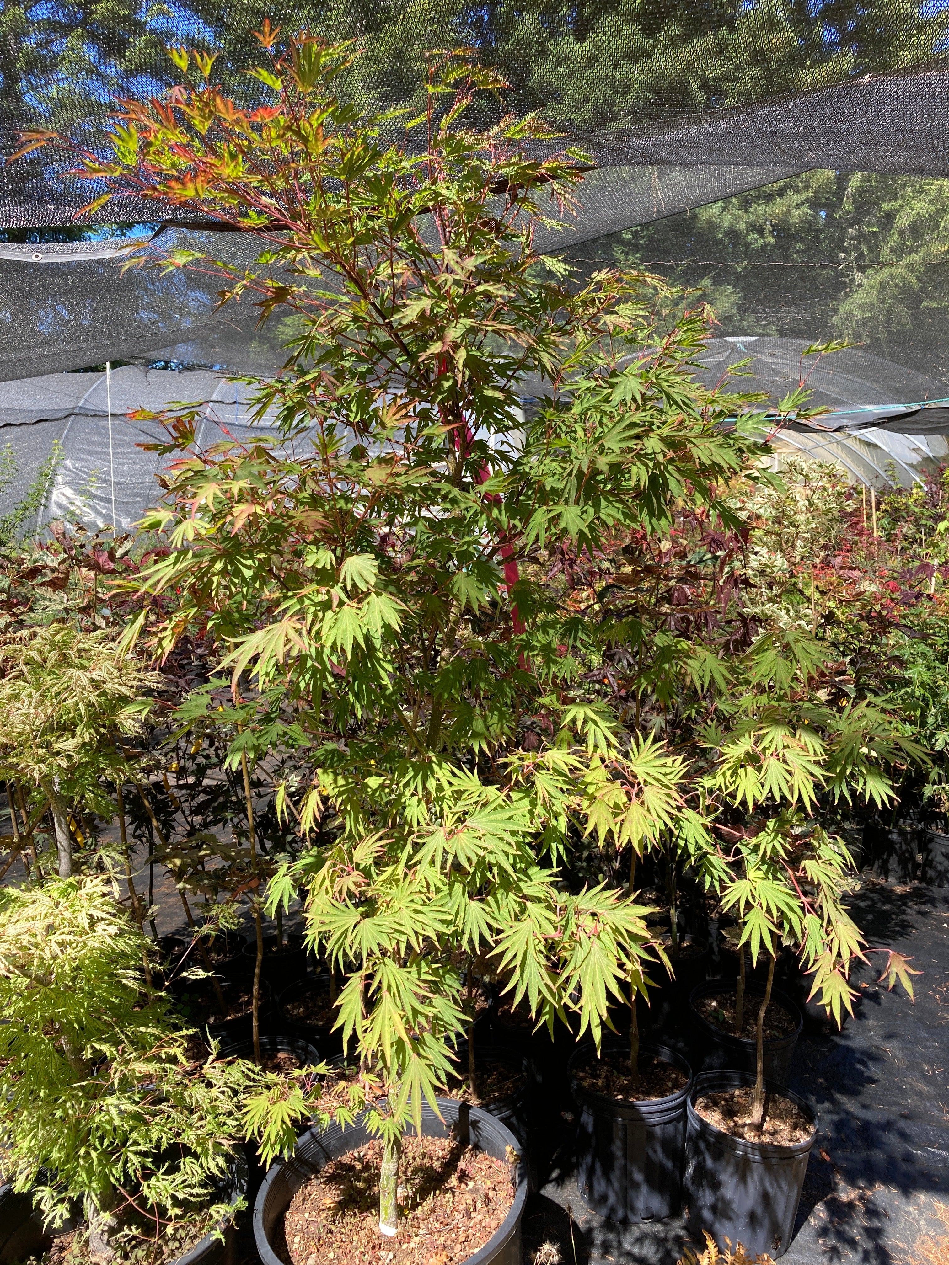 Acer sieboldianum Shoryu no tsume