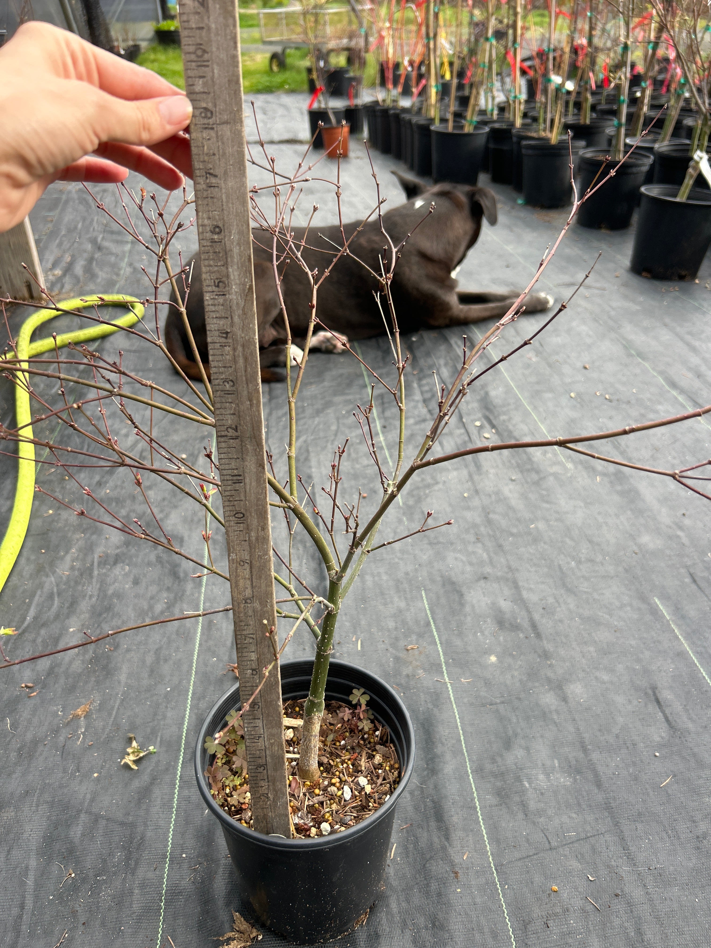Murasaki Kiyhome Pre Bonsai 3 Year (#776)