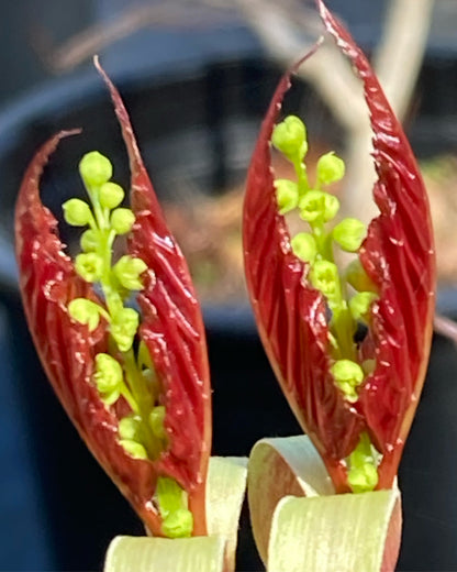 Acer Morifolium