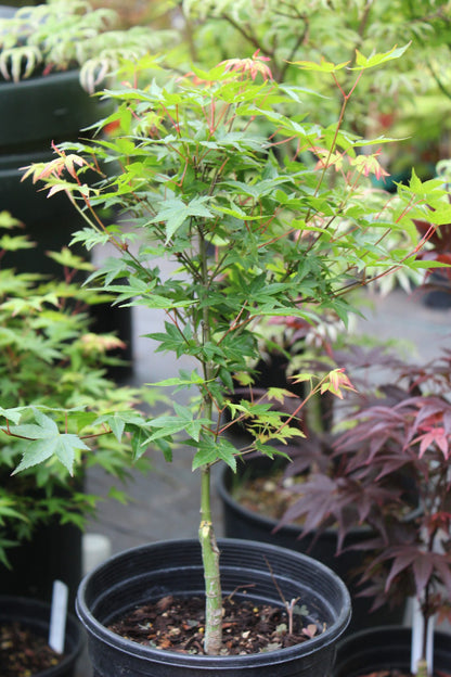 Murasaki Kiyhome Pre Bonsai 1-2 Year (#776)