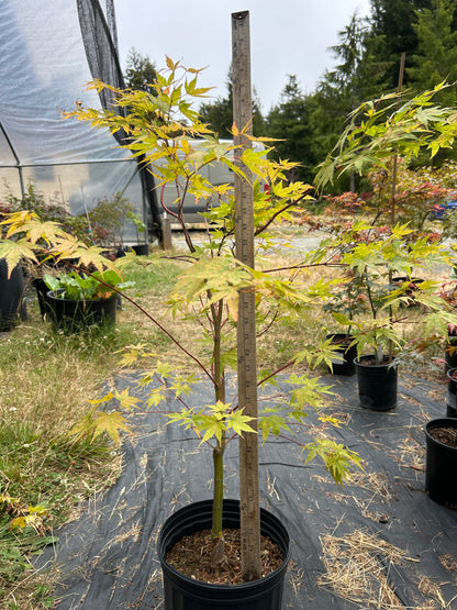 Sango Kaku (Coral Bark) 4-5 Yr Pre-Bonsai (#77)