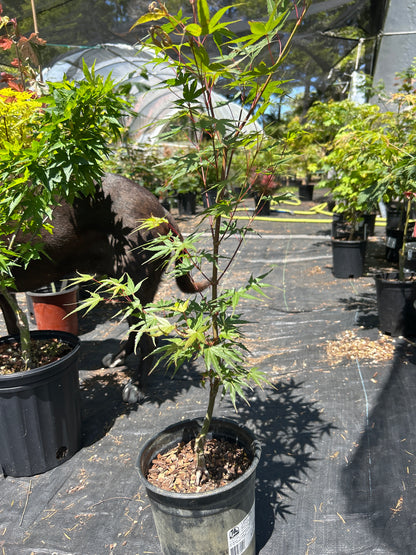 Arakawa Rough Bark Maple- Pre-Bonsai 1-2 Yr (#63)