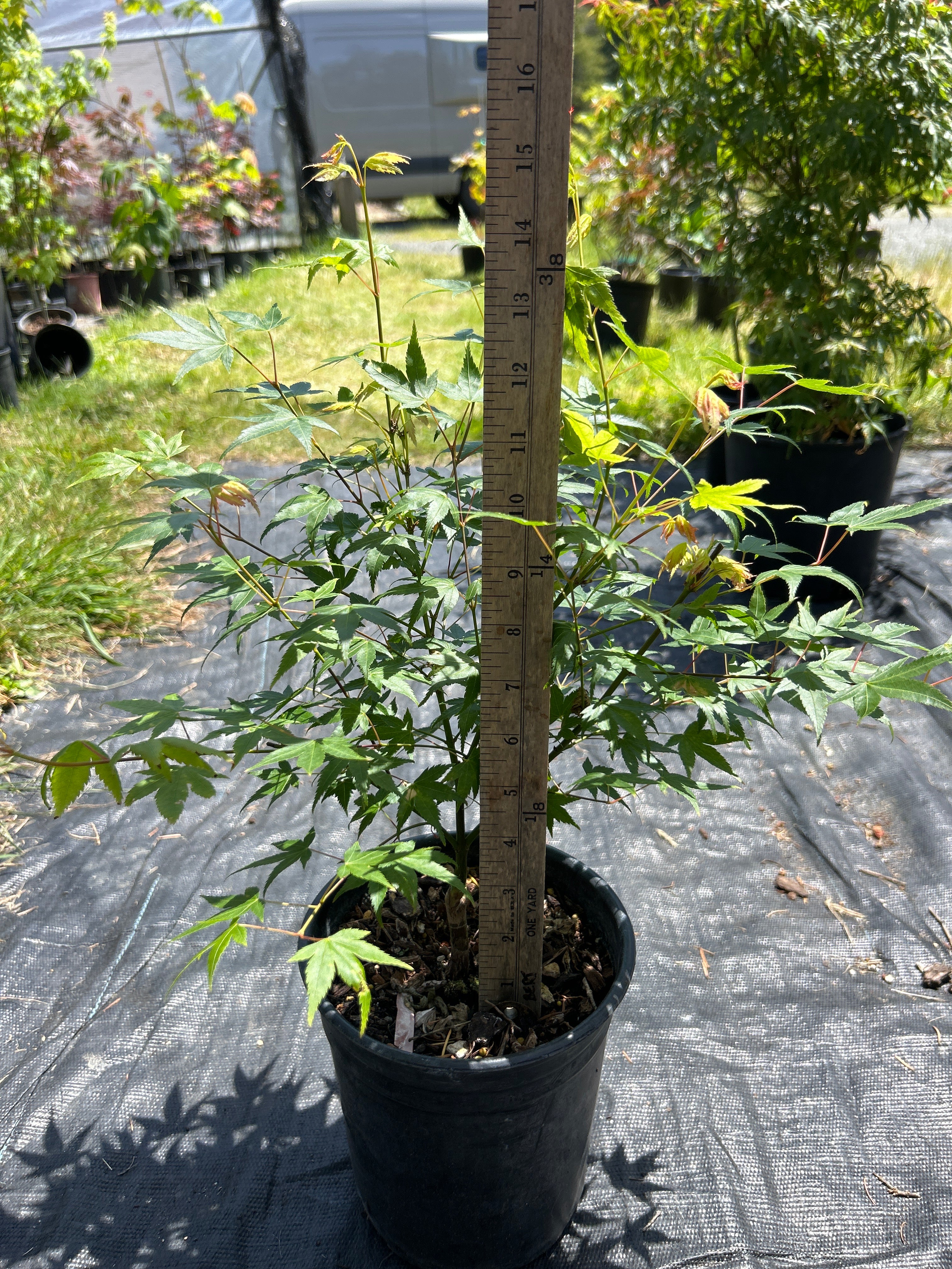 Aoba jo 1-2 Year Pre Bonsai (#957)