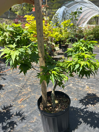 Mikawa Yatsubusa 3-4 Yr Pre Bonsai (#64)