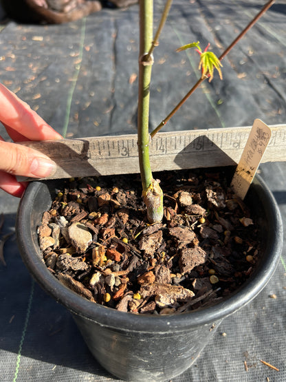 Arakawa Rough Bark Maple- 1-2 yr Pre-Bonsai  (#933)