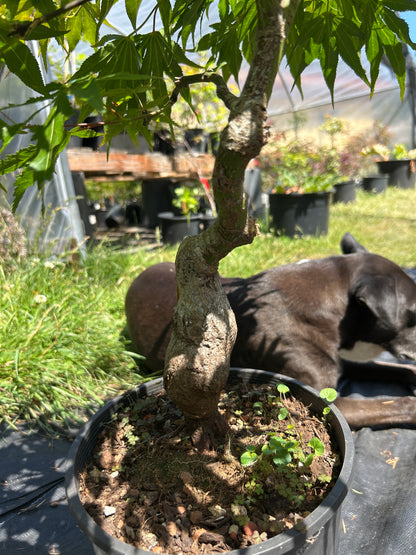 Nishiki Momiji Pre Bonsai 7 yr plant (#70)