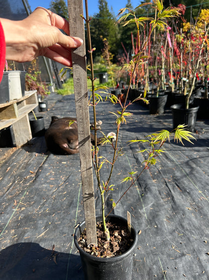Arakawa Rough Bark Maple- 1-2 yr Pre-Bonsai  (#933)