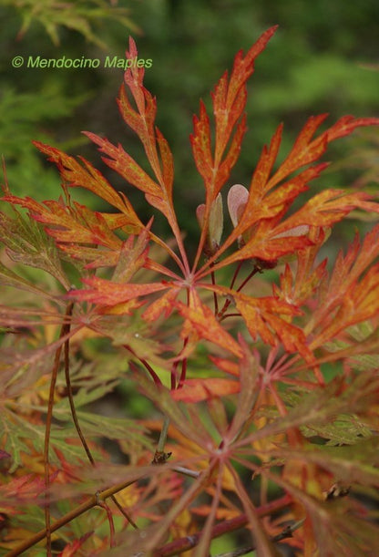 A. japonicum Green Cascade - colorful plants Mendocino Maples Nursery