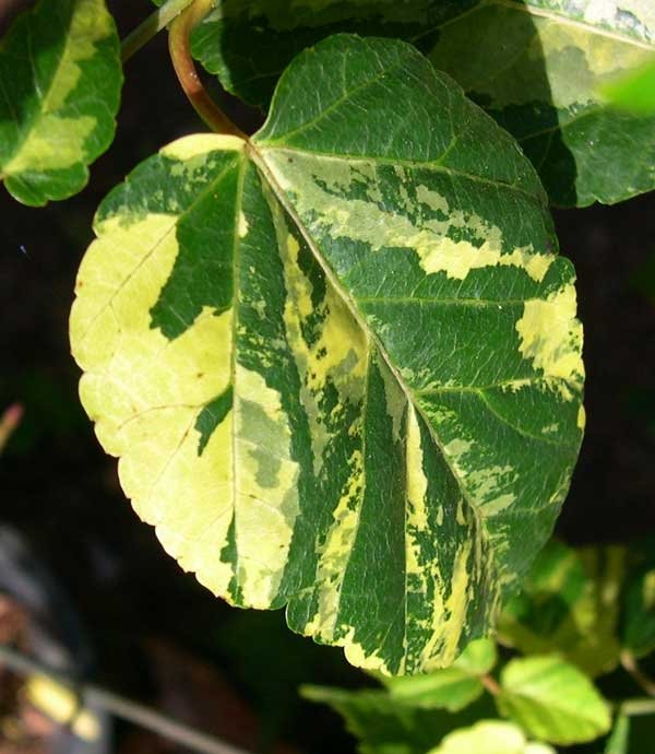 Acer davidii Hansu suru