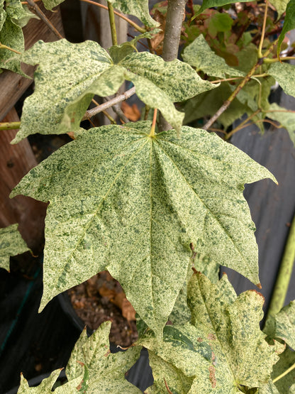 Acer pictum Naguri nishiki