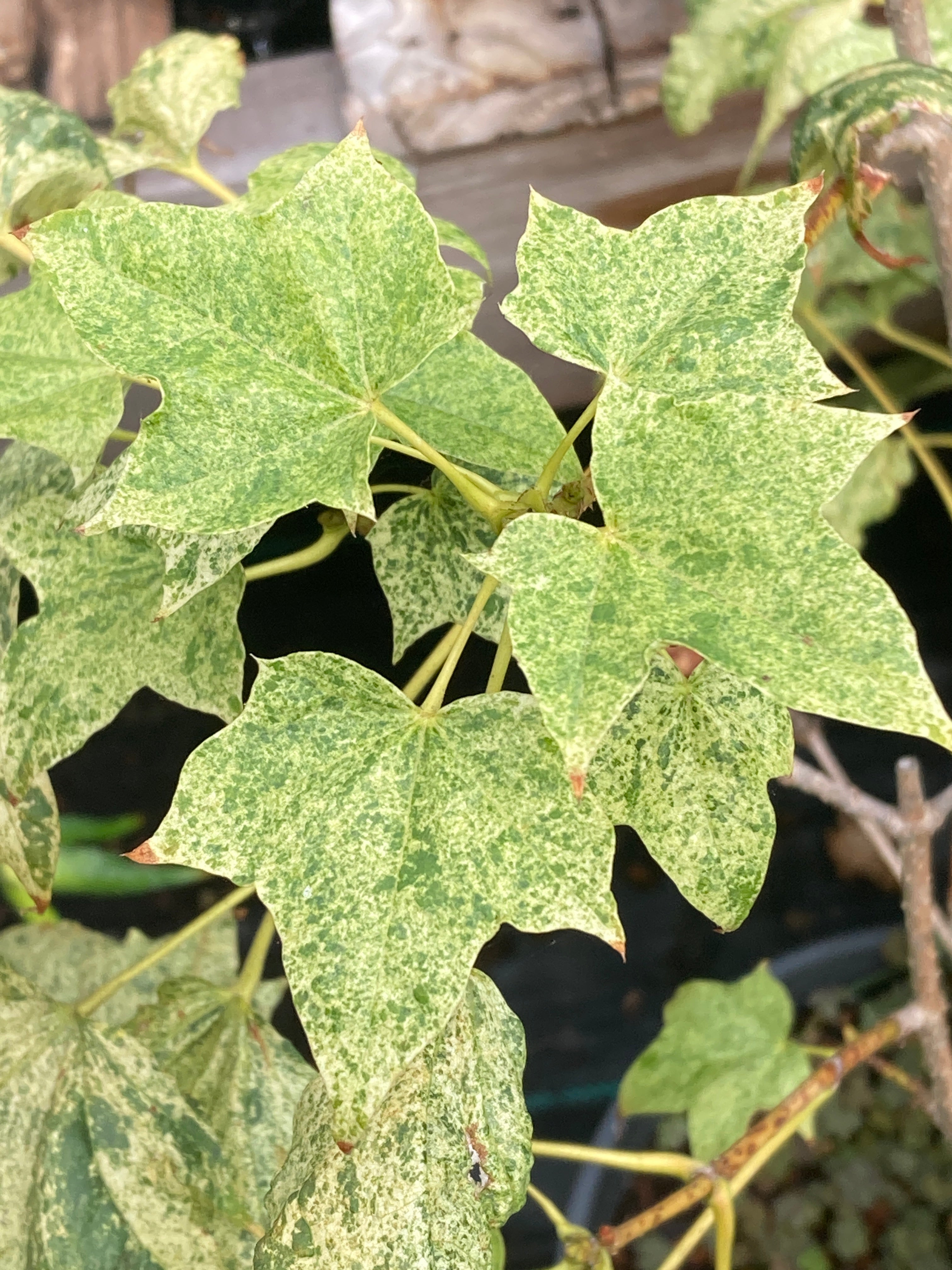 Acer pictum Naguri nishiki
