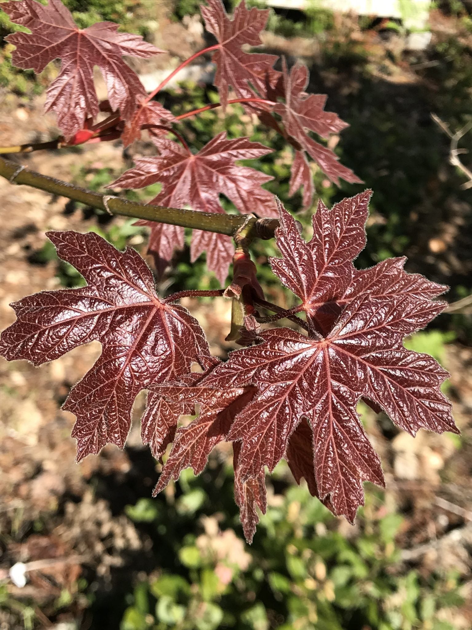 Acer macrophyllum Rubrum