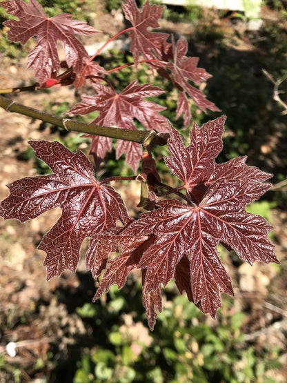 Acer macrophyllum Rubrum