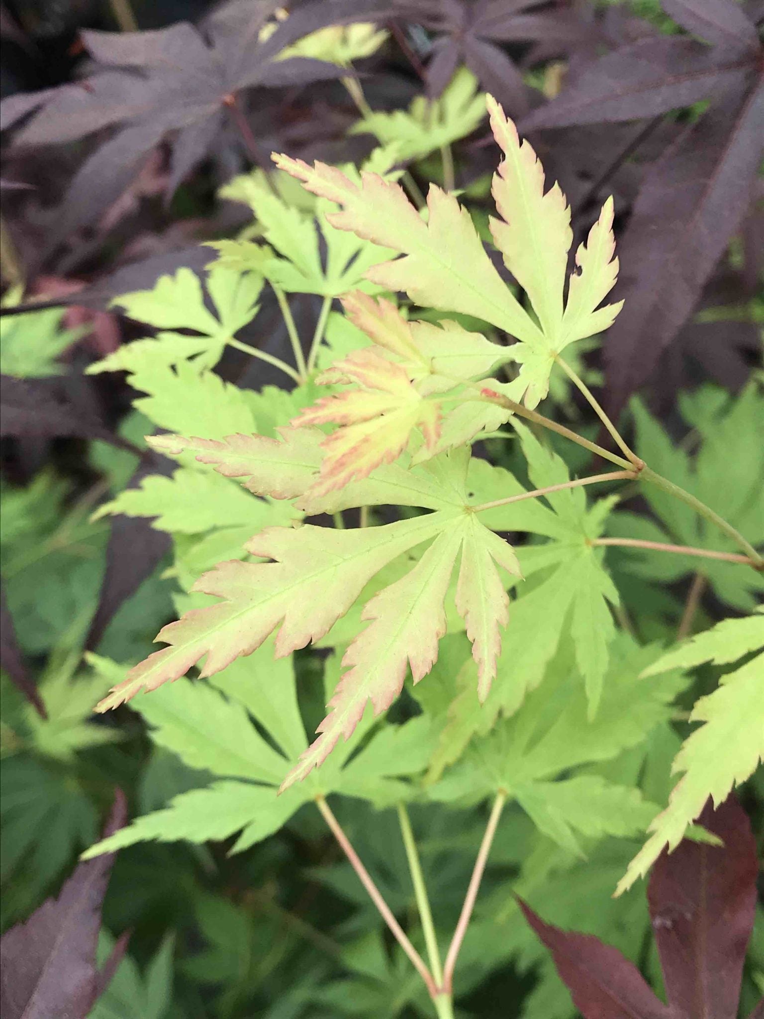 Fall's Fire