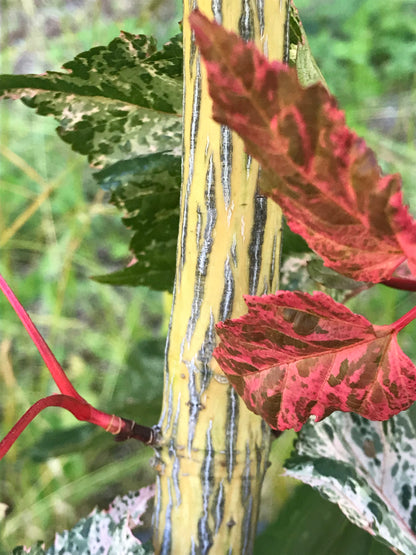 Acer conspicuum Red Flamingo