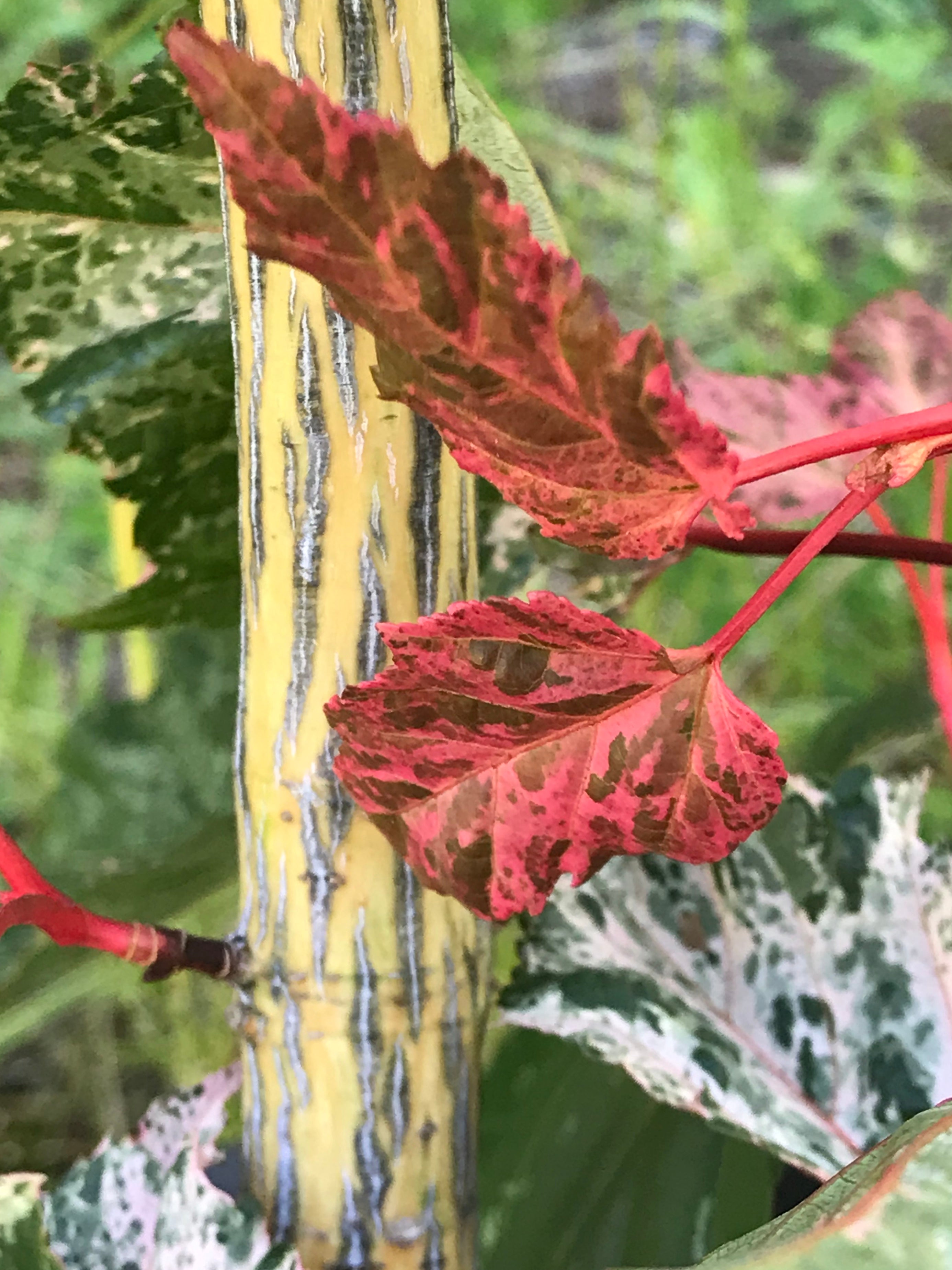 Acer conspicuum Red Flamingo