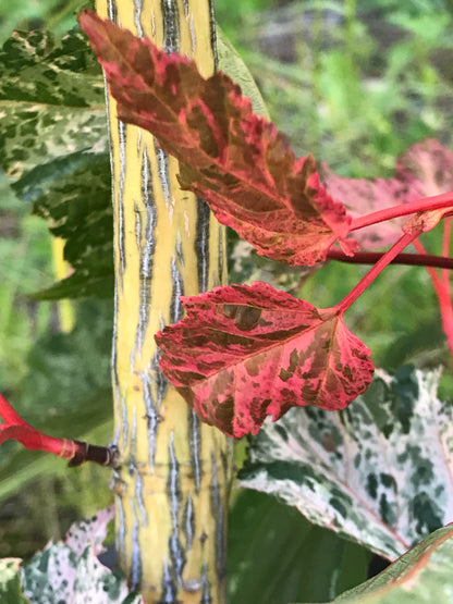 Acer conspicuum Red Flamingo