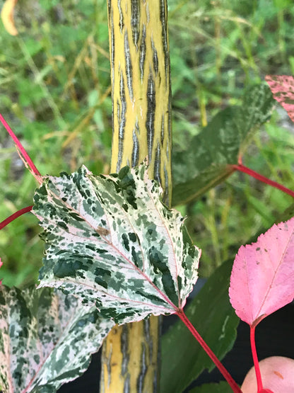 Acer conspicuum Red Flamingo