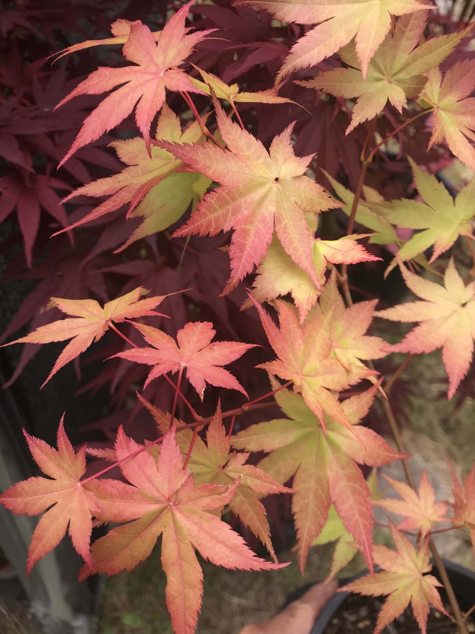 Summer Gold