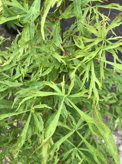 A. Japonicum Fairy Lights