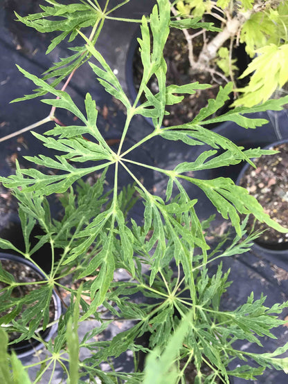 A. Japonicum Fairy Lights