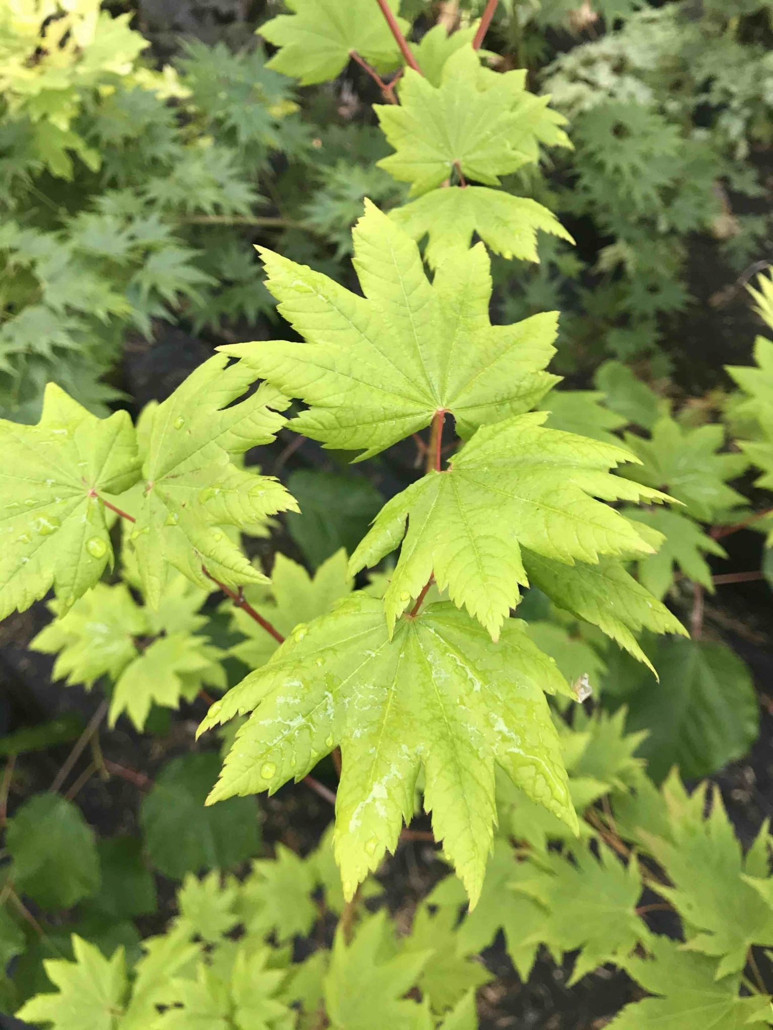 Acer Circinatum