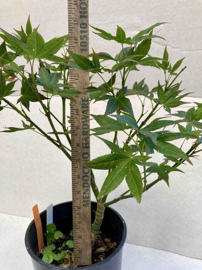 Kurenai Jishi 3-4 year Pre-Bonsai #613