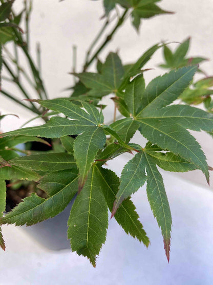 Kurenai Jishi 3-4 year Pre-Bonsai #613
