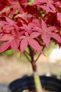 Rhode Island Red- Pre-Bonsai 1-2 years (#58)