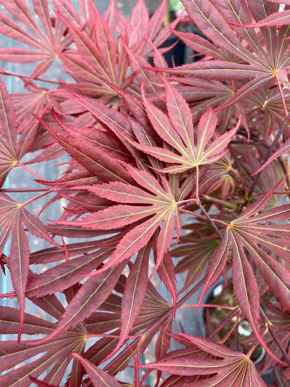 Mikado