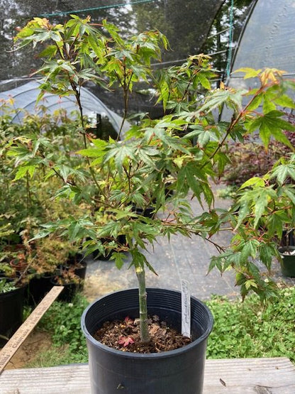 Caperci Dwarf Pre Bonsai  2 Yr. (#697)