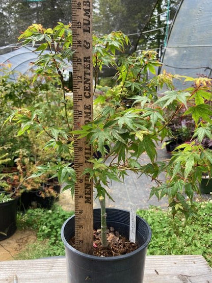 Caperci Dwarf Pre Bonsai  2 Yr. (#697)