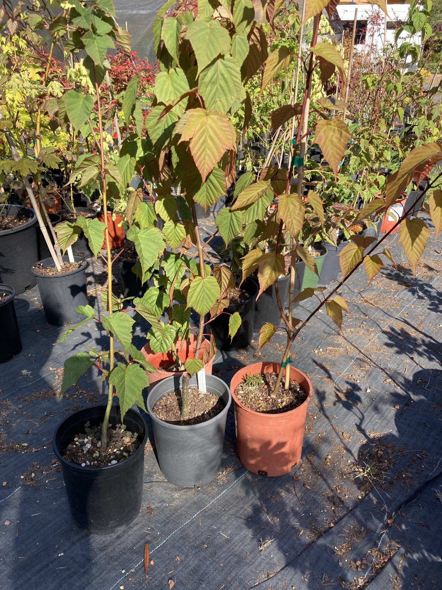 Snake Bark Maple Tree Grab Bag - 1 gallon